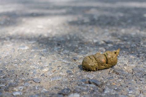 Poop .